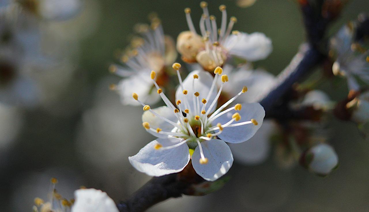花展启示:生命的绚烂与美好
