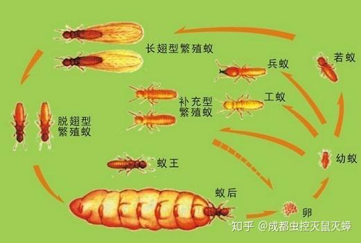 白蚁蚁后是怎么产生的