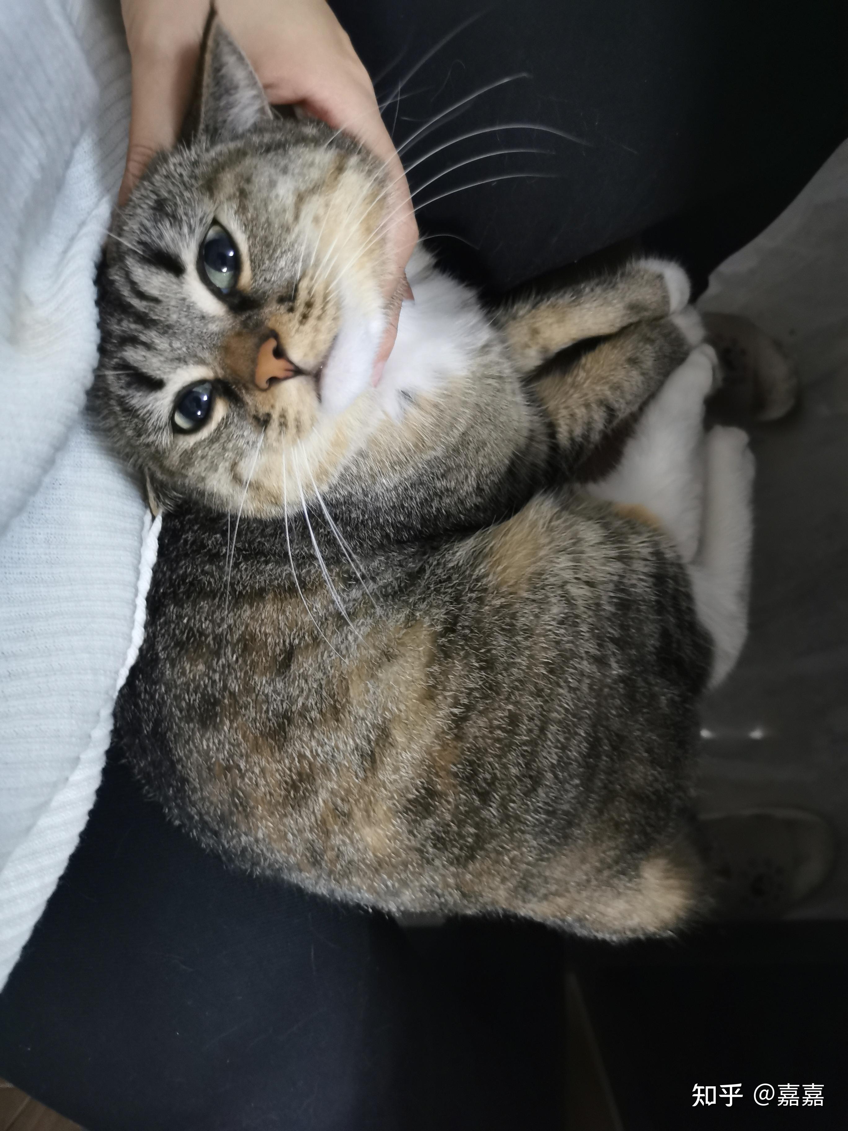 棕虎斑是狸花猫吗