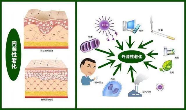 内源性皮肤老化该如何改善?重组人源化胶原蛋白从内源性改善衰老肌肤! - 知乎