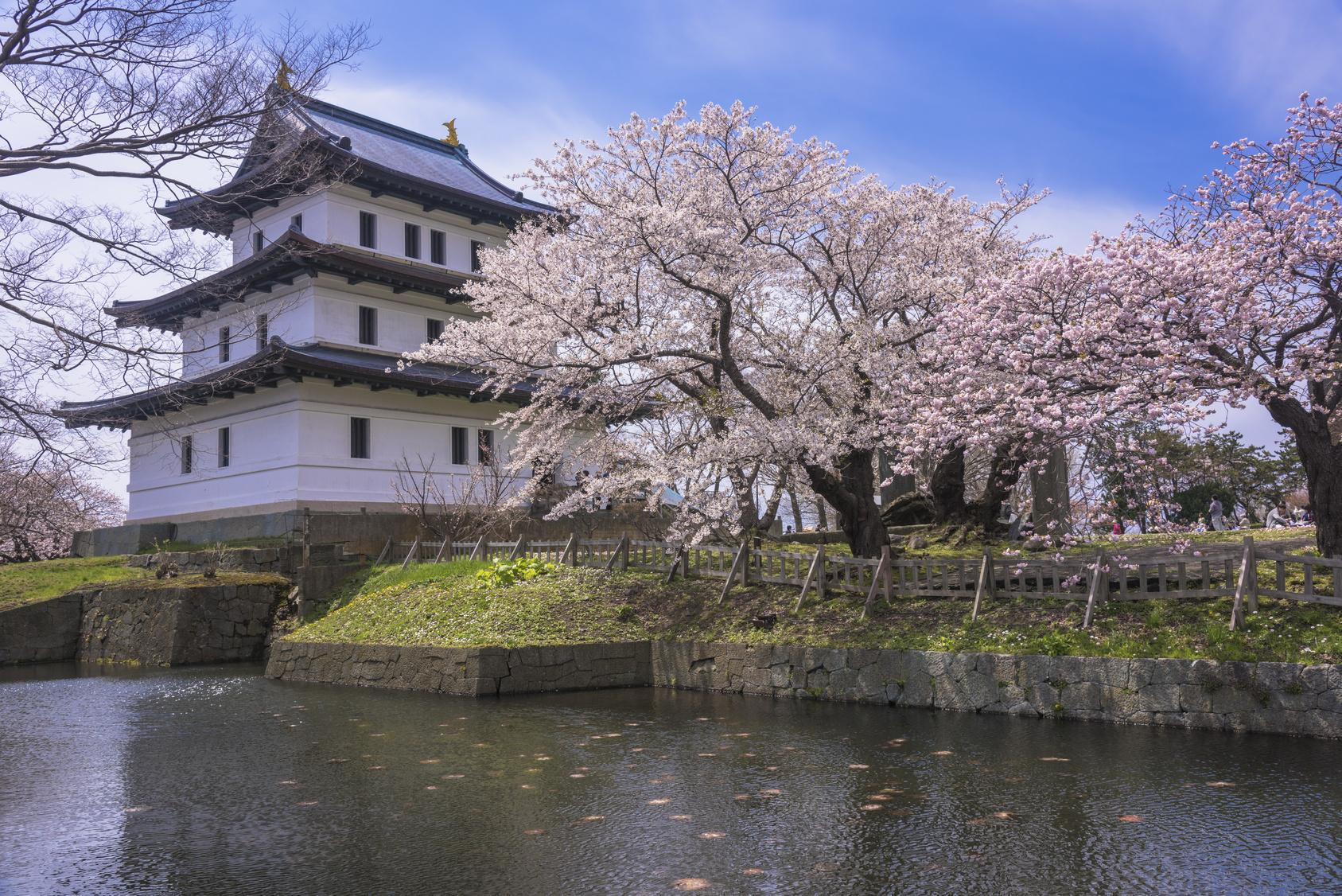 公园北海道札幌的松前公园是日本最有名的赏樱地之一,这里有250种樱花