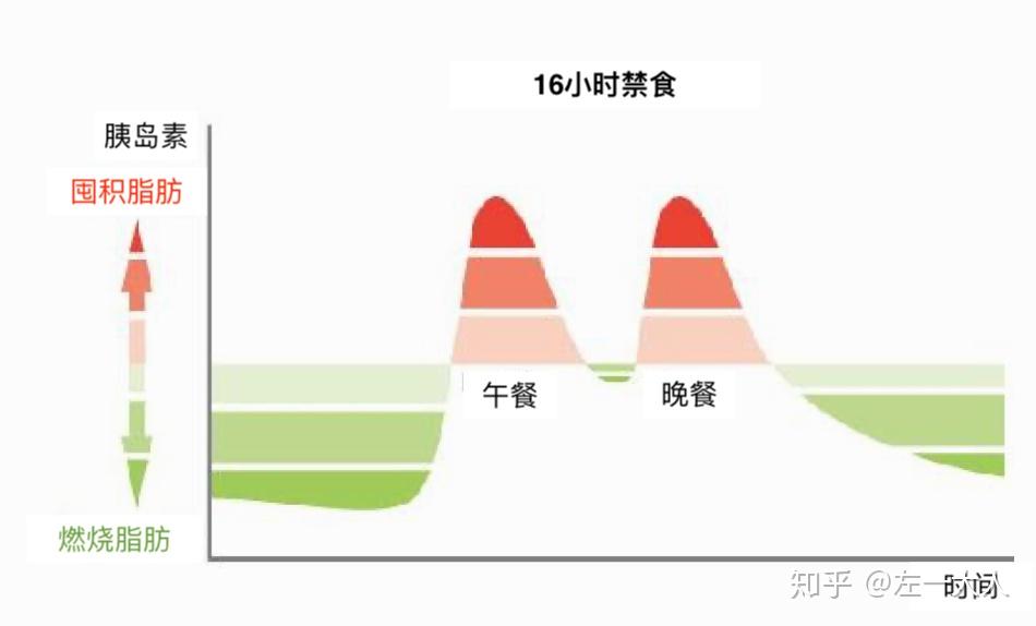 空腹断食66小时的变化 zhuanlan.zhihu.com