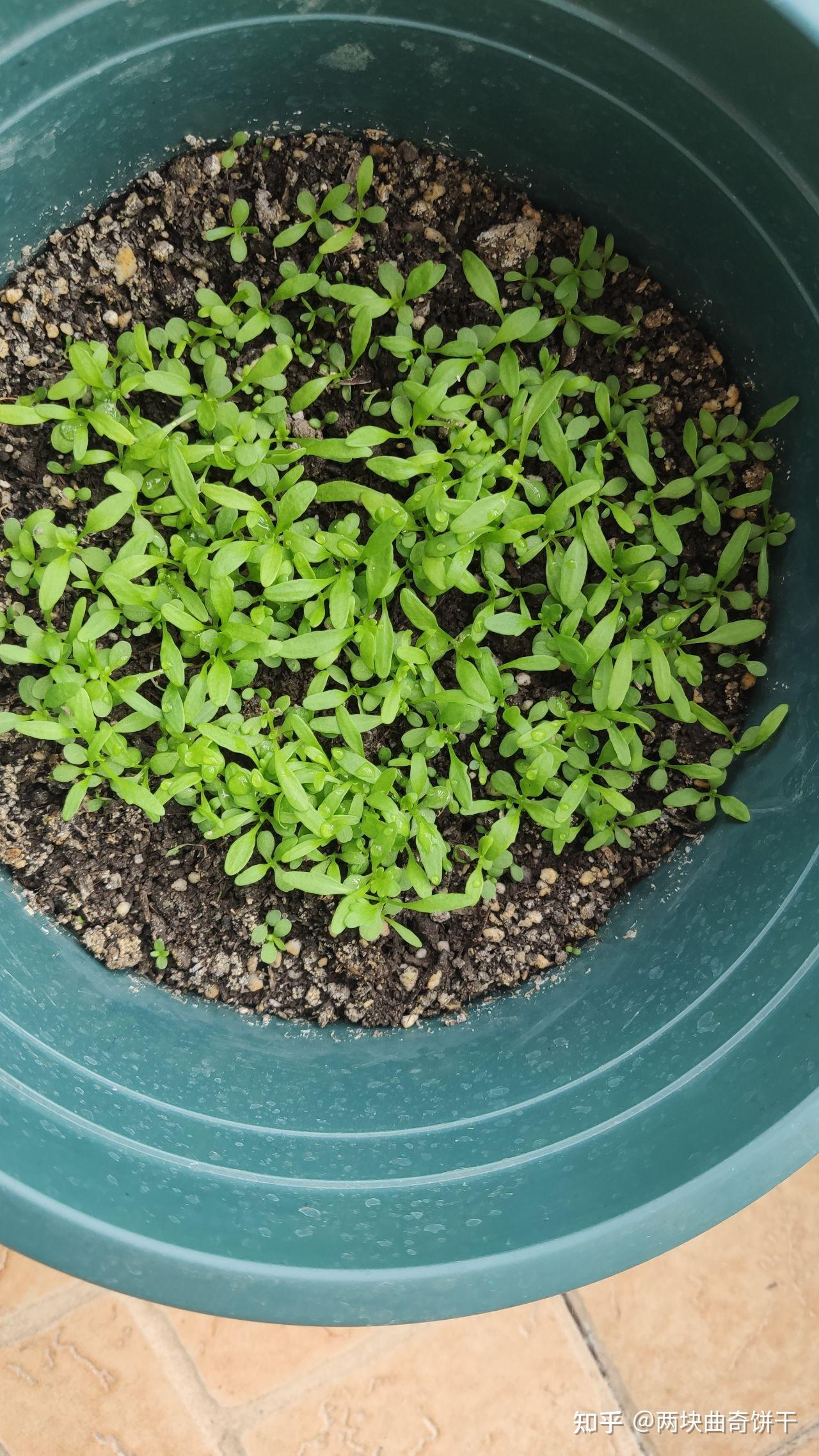 洋甘菊种植记录(已完结)