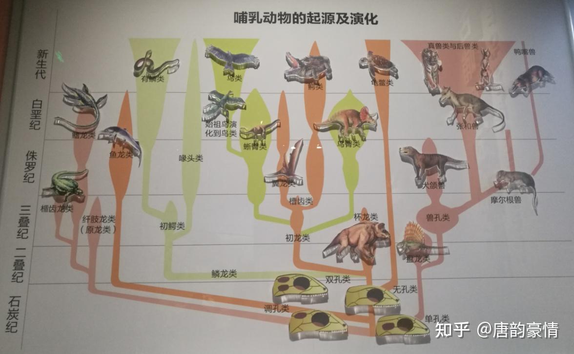 国家自然博物馆的哺乳动物化石 - 知乎