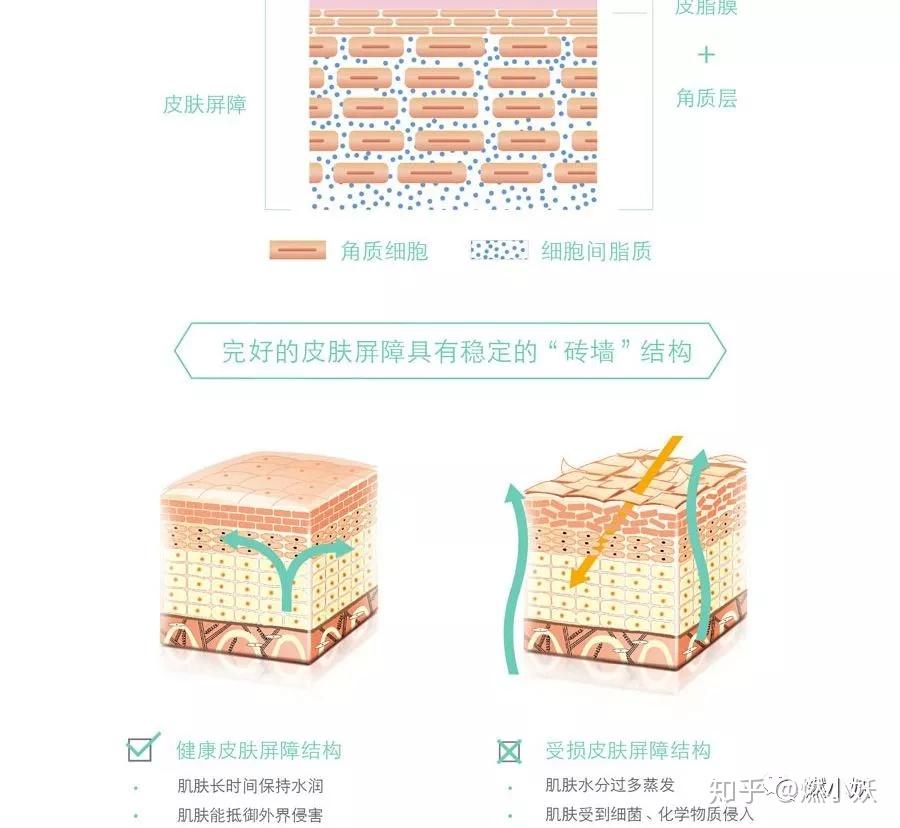 皮肤屏障修护