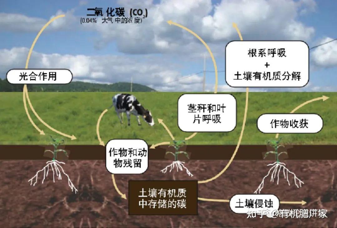 指土壤中存在的所有碳,包括各种动植物残留物,微生物以及在土壤中提取