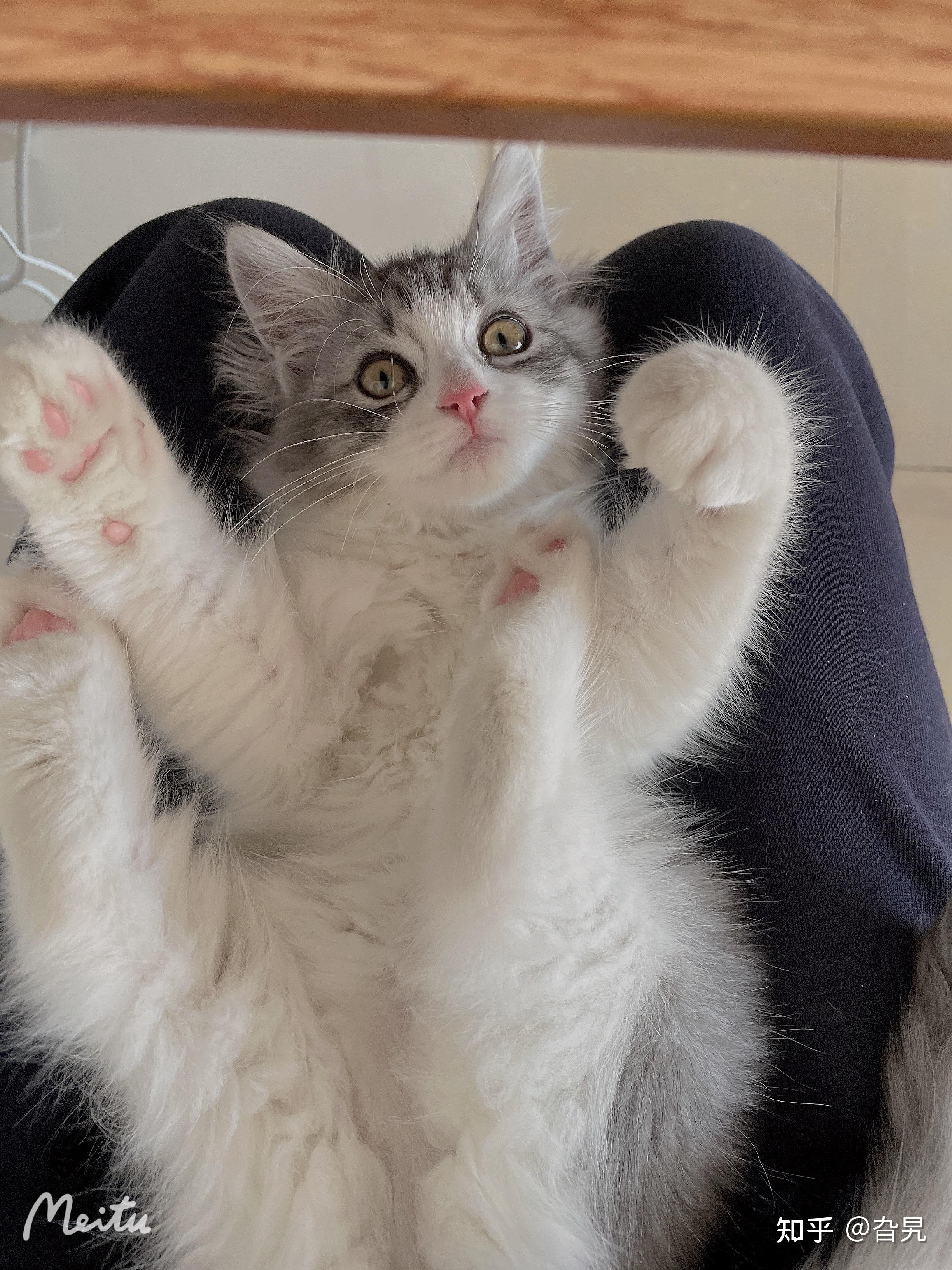 布偶串美短孩子长大啥样呢? - 知乎