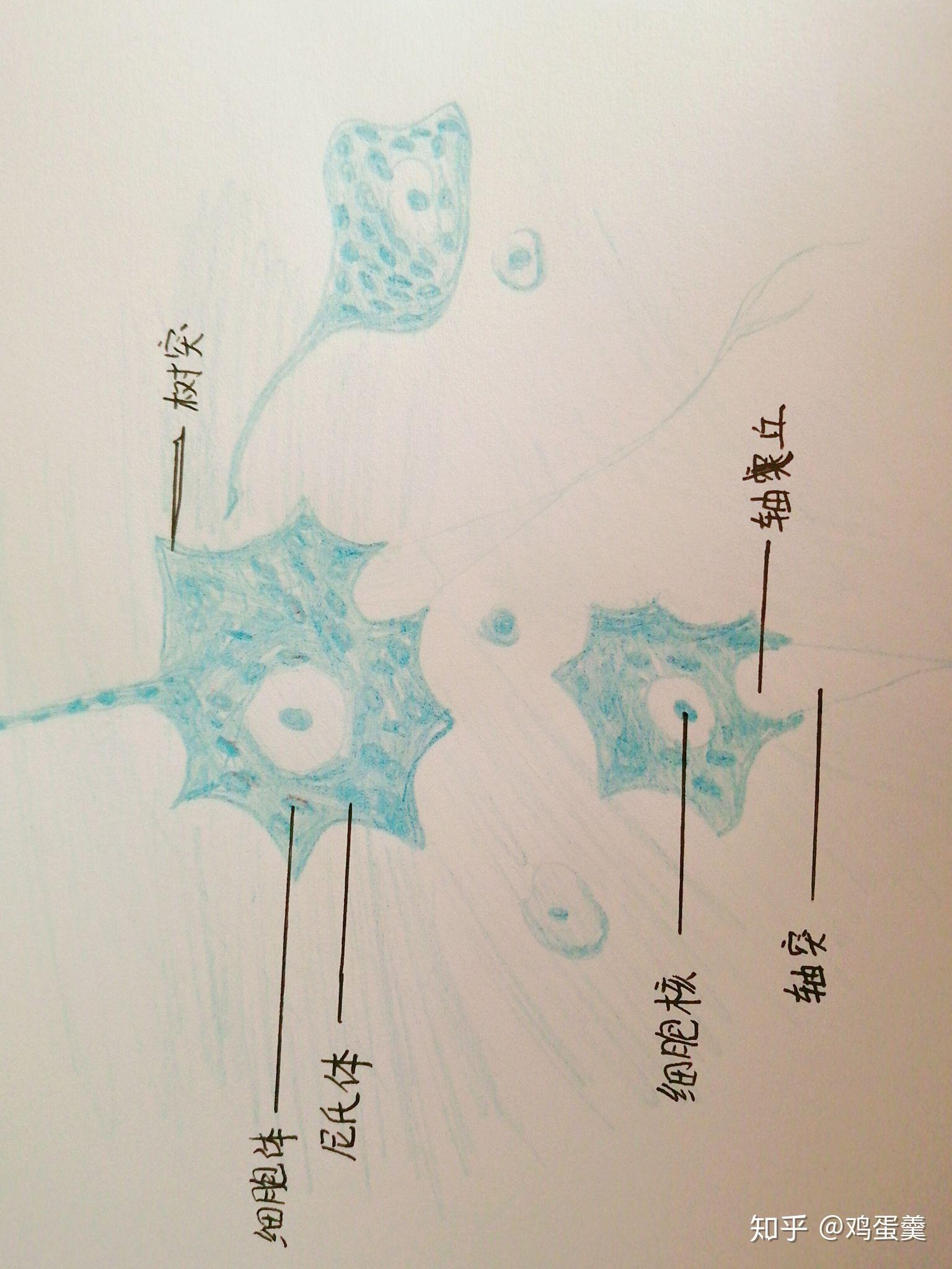 请问多级神经元(高倍)手绘图怎么画? 