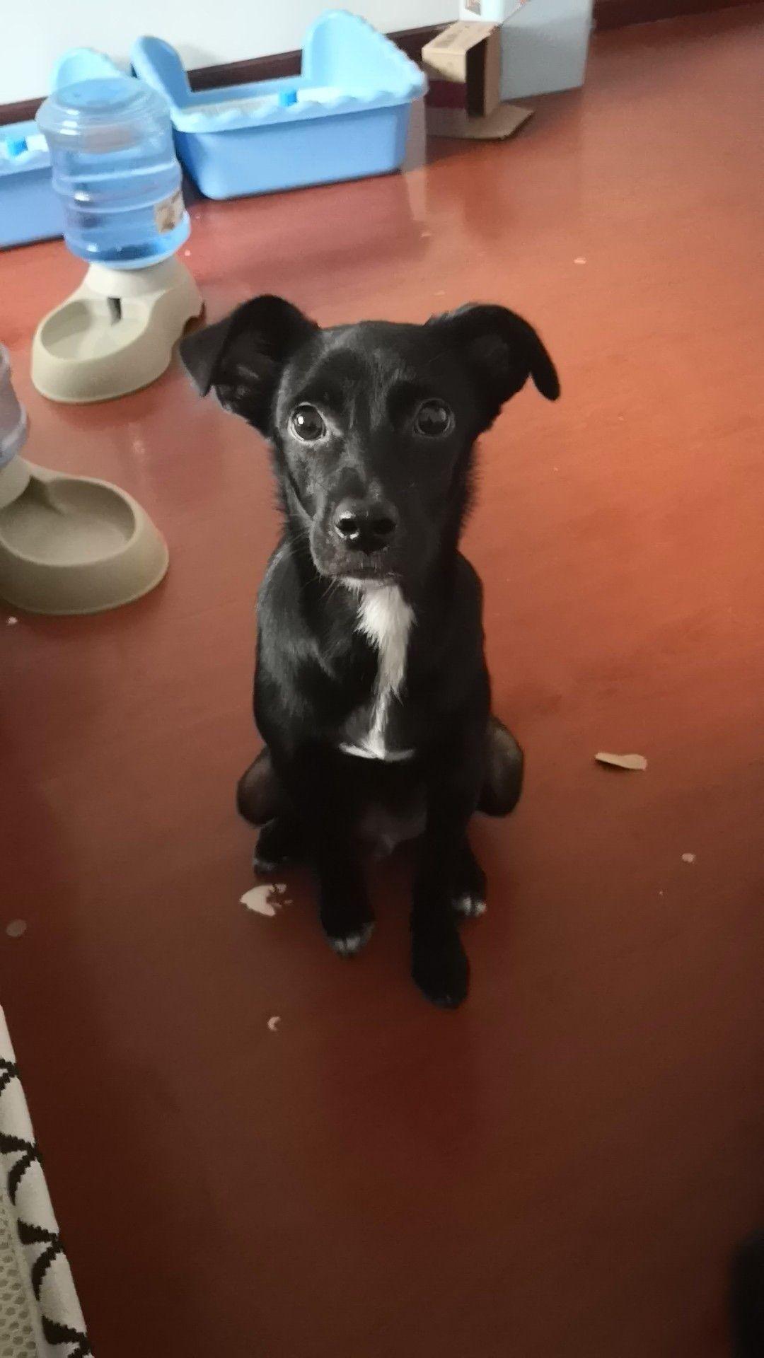 请问全身黑只有胸口一小戳白毛的是什么狗?谢谢