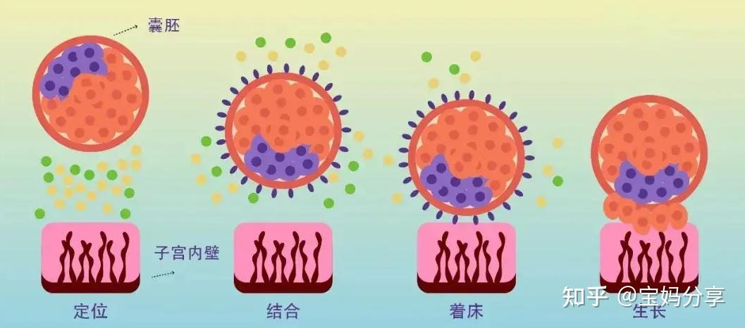 5天囊胚如何培育呢?囊胚的着床过程是怎样的? - 知乎