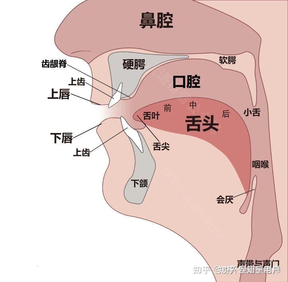 普通話發音部位在哪裡詳解