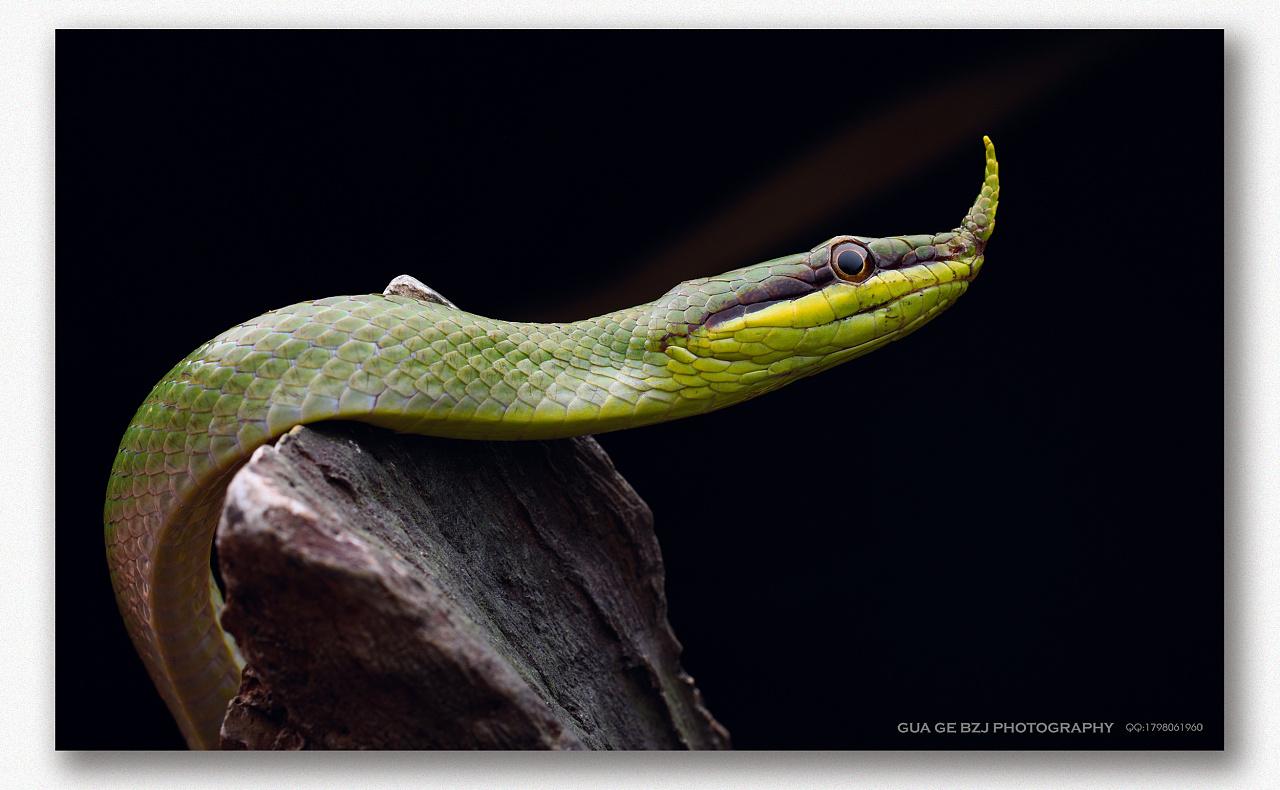 有头上长角的蛇吗? - 知乎