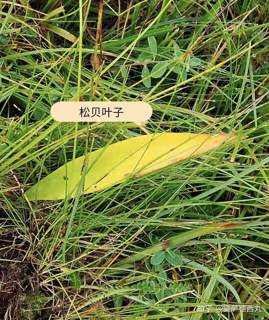 野生川贝母和假川贝平贝的区别