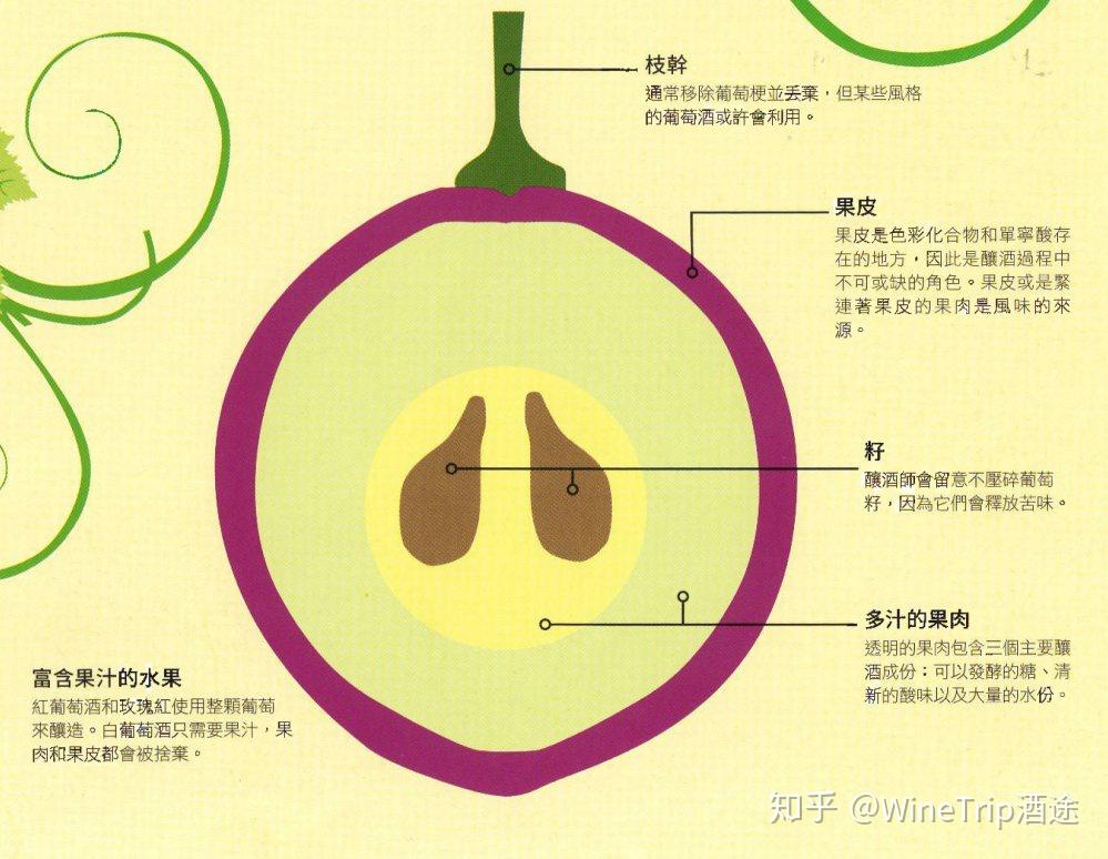葡萄的品种 - 知乎