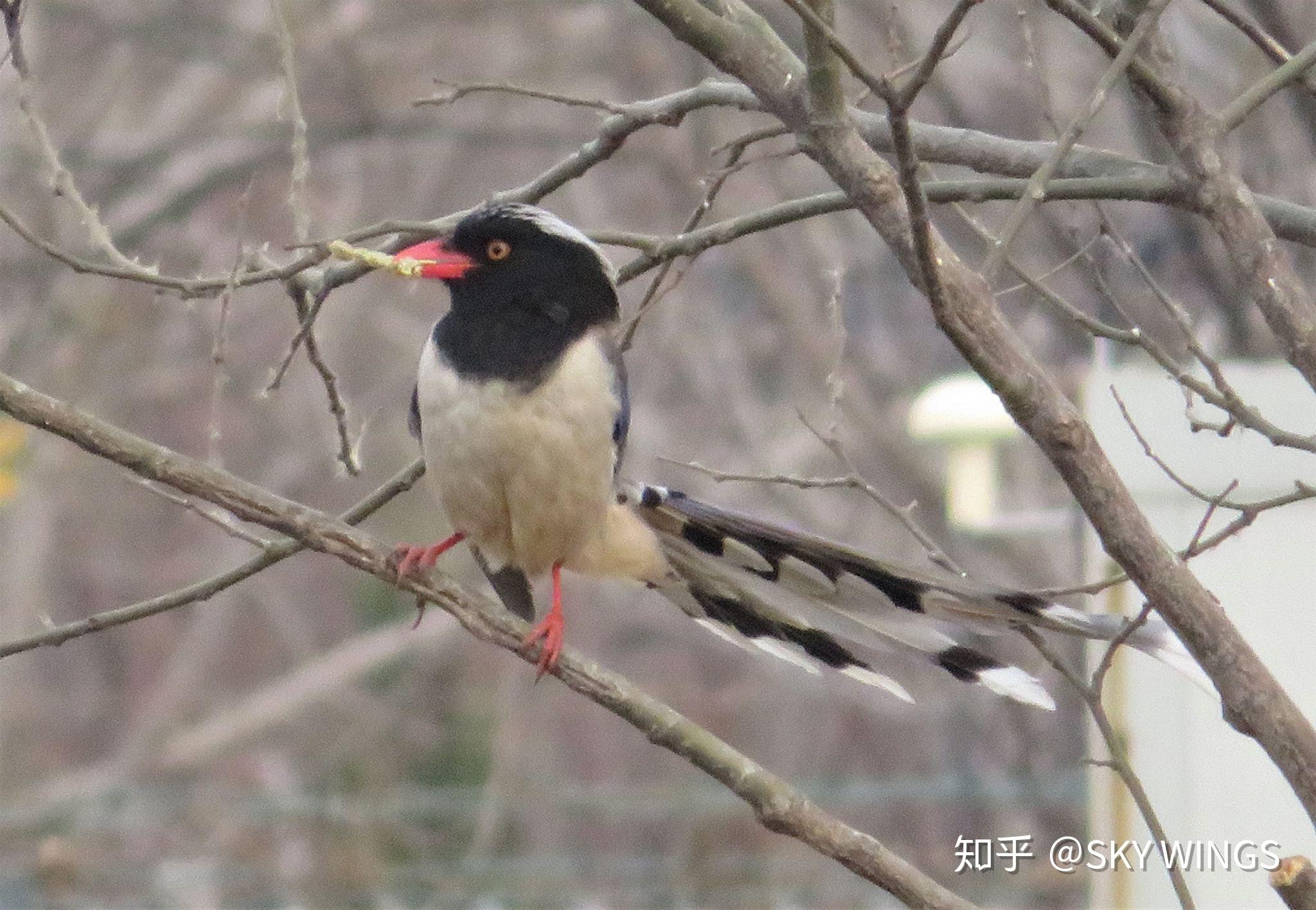 長尾巴紅嘴灰黑白色的是什麼鳥?