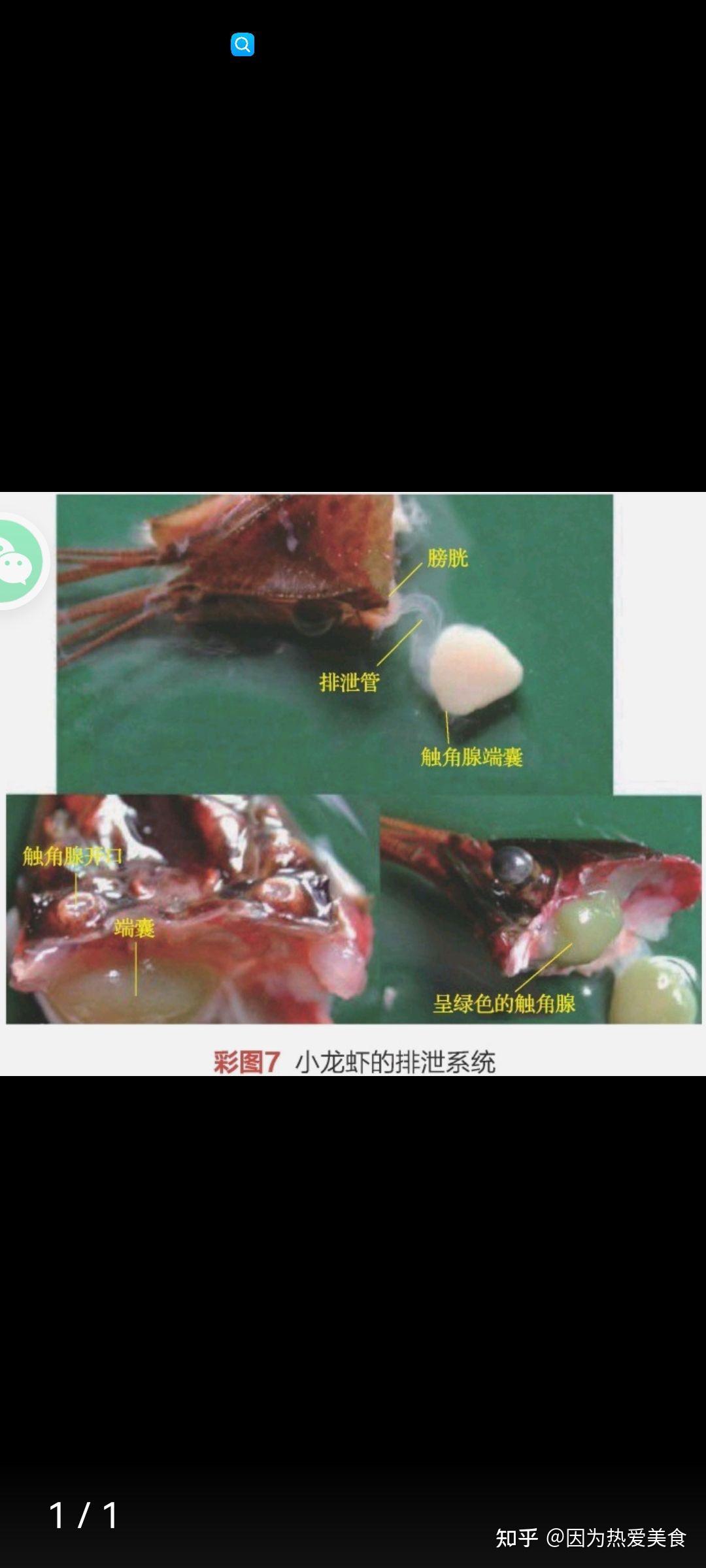 湖北潜江小龙虾养殖基地,小龙虾结构图 - 知乎