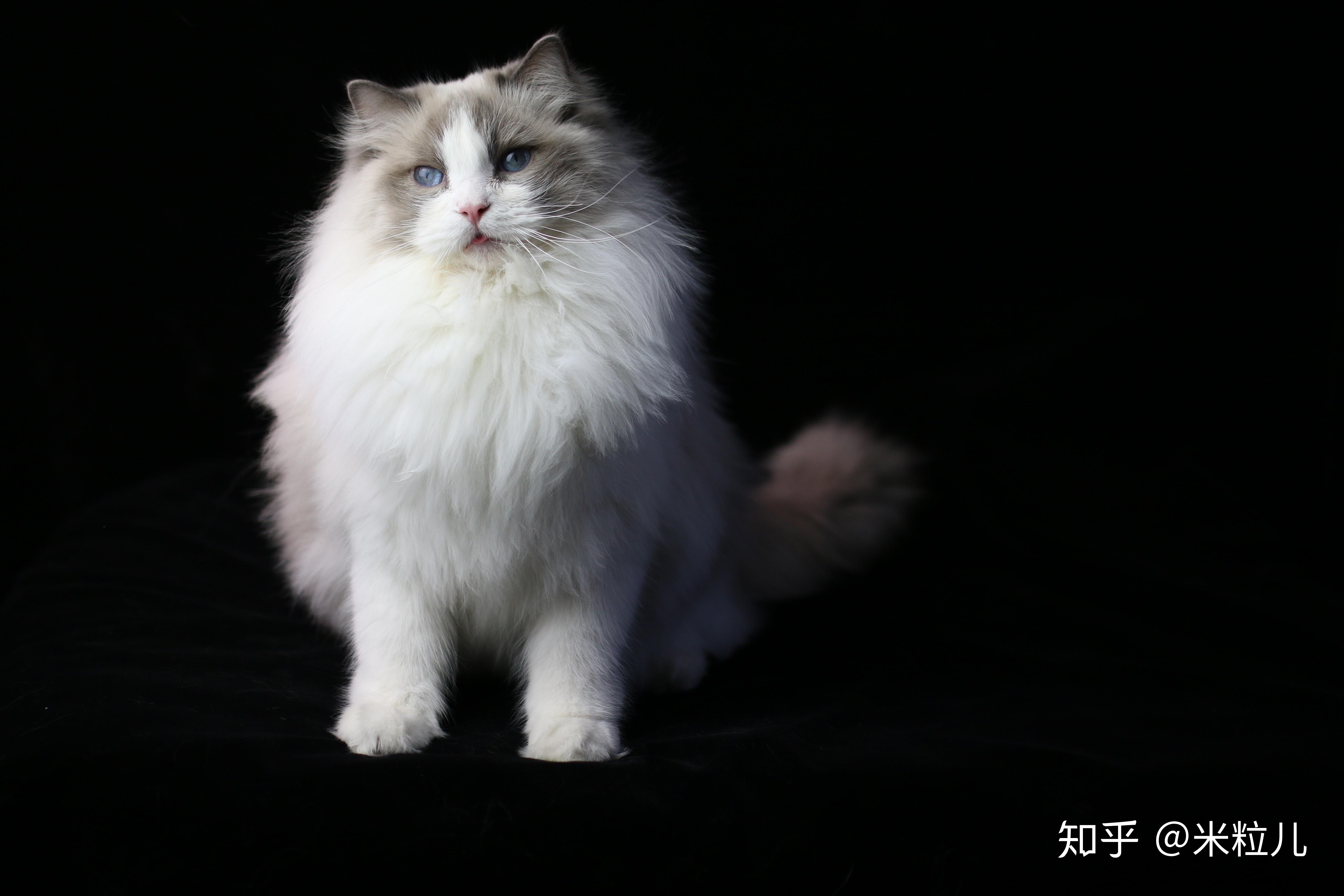 怎么样的布偶猫算品相好