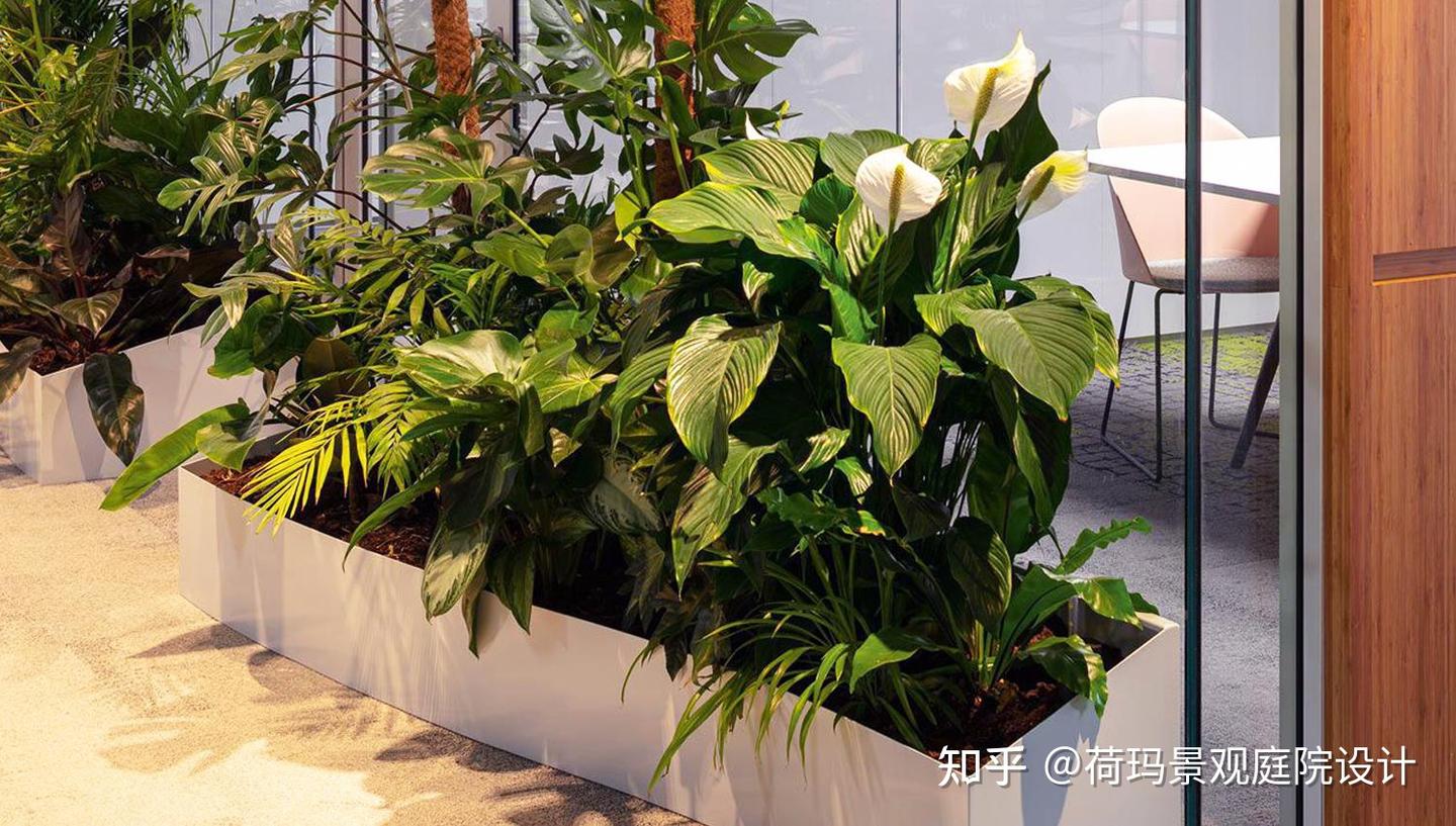 上海室内绿植景观设计——简约自然,打造天然小氧吧! - 知乎