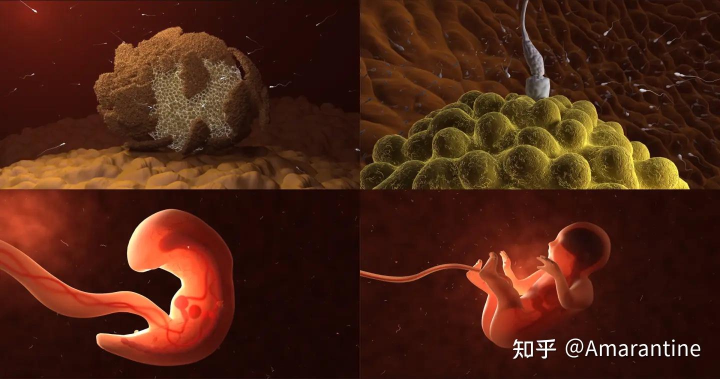 受精卵着床的过程是怎样的? - 知乎