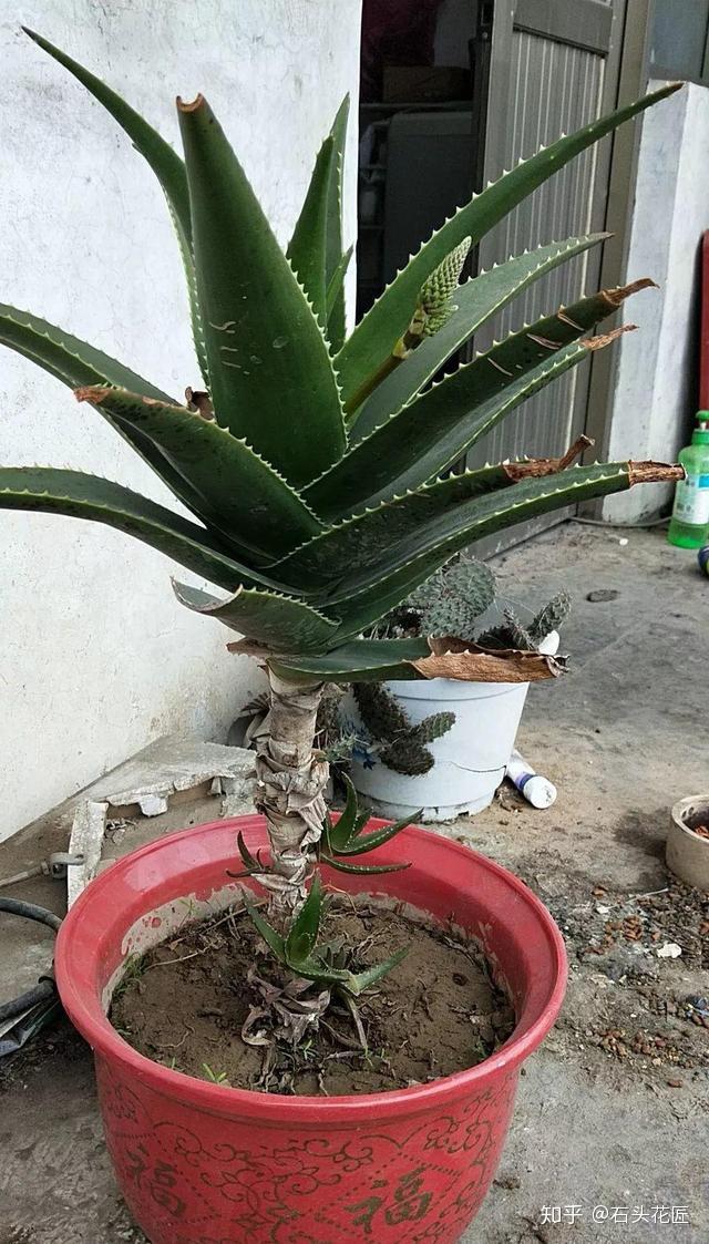 花的打散大型养成大型养殖