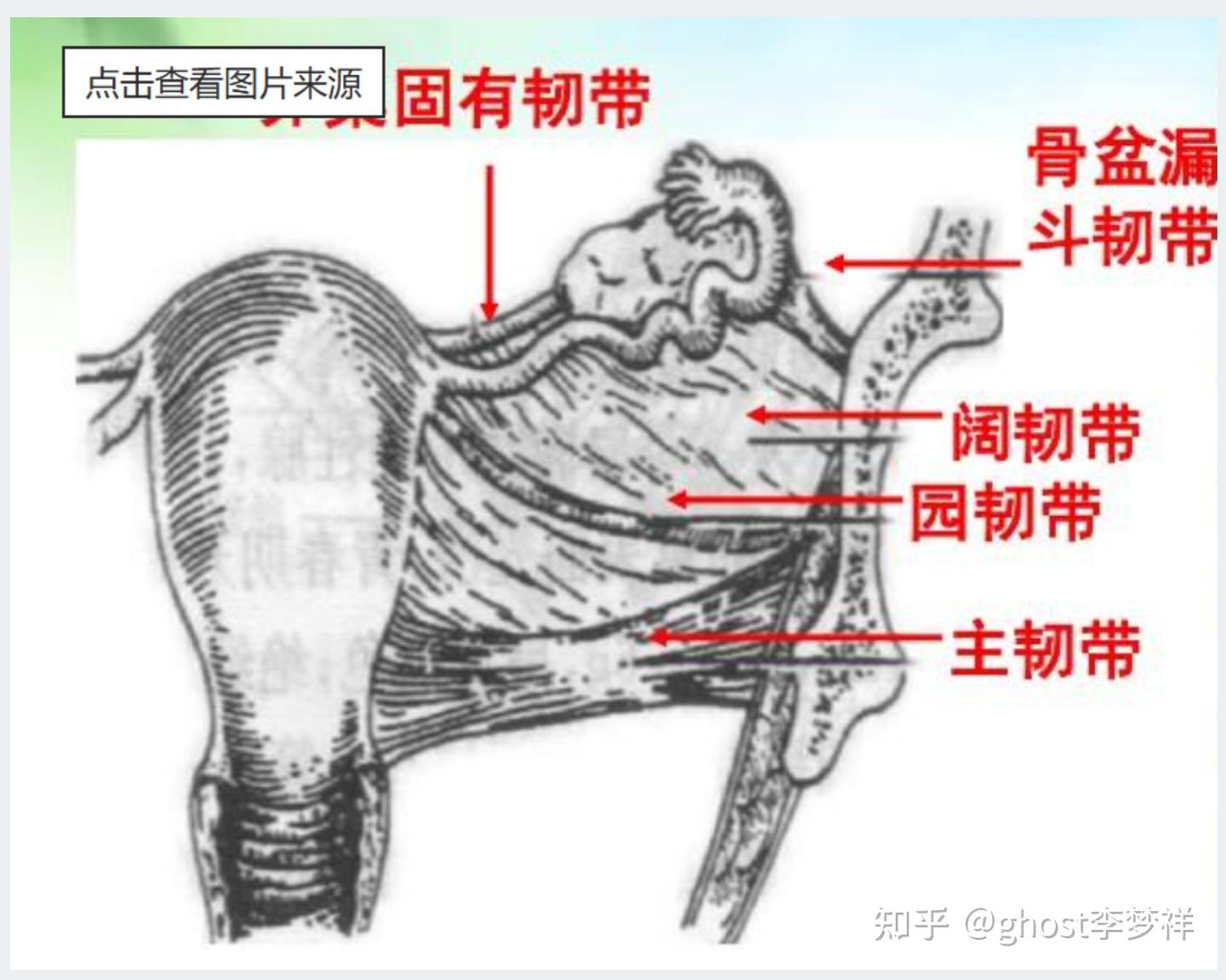 医学笔记，系统解剖学#25-女性生殖系统[总论，内生殖器] - 知乎