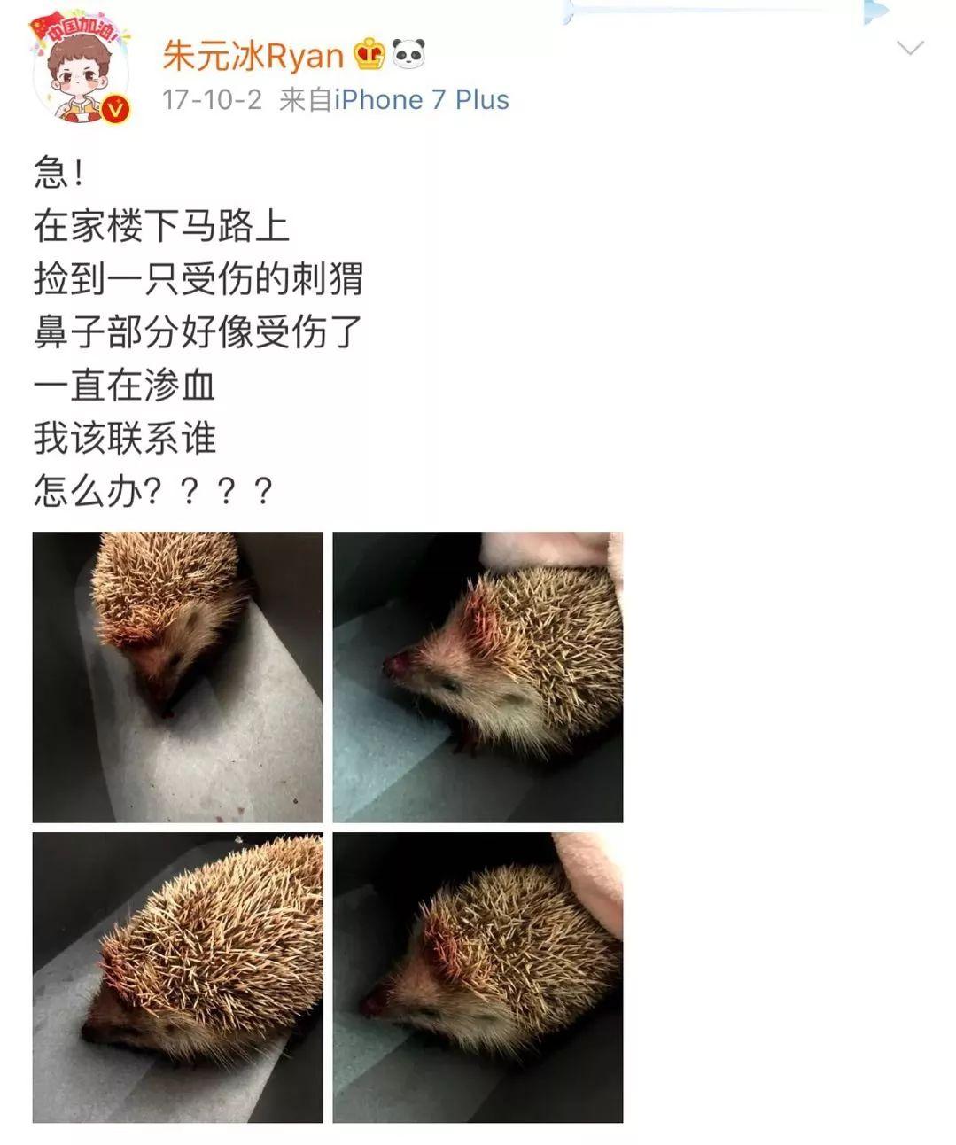 粉丝:记得是几年前了吧,朱元冰在外面发现了受伤的刺猬,他很着急在