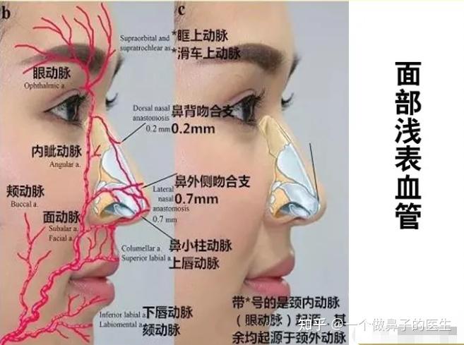 医生熟悉鼻部结构对鼻整形的临床指导意义