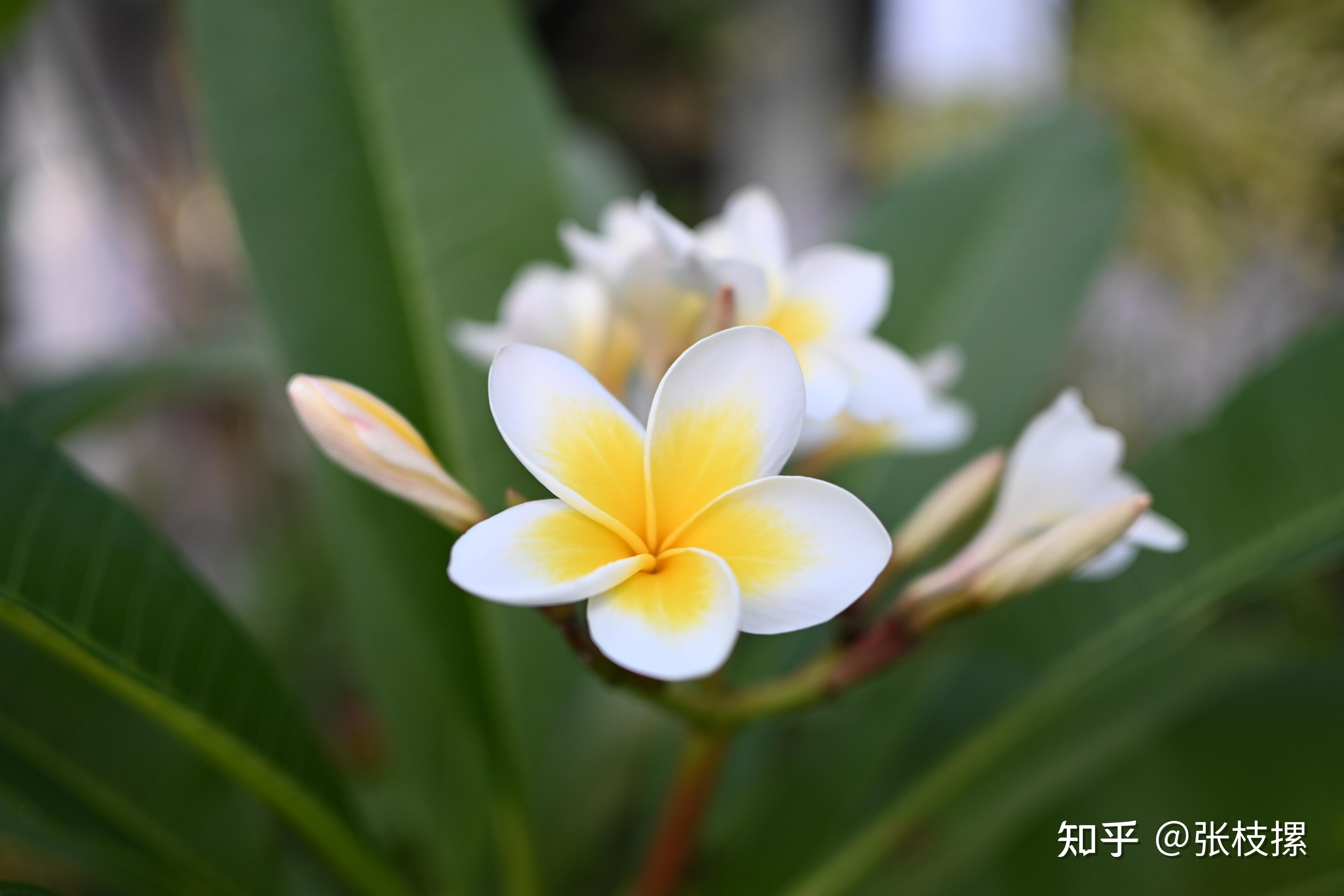 全画幅,令我非常吃惊的是,徕卡m10 monochrom   summilux-m 35mm 1:1.