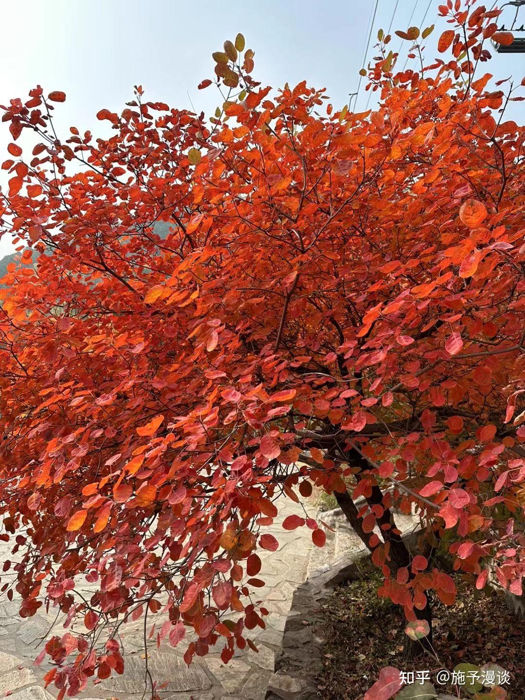 中村恒子,奥田弘美精神的特点是轻盈,柔和与坚强.