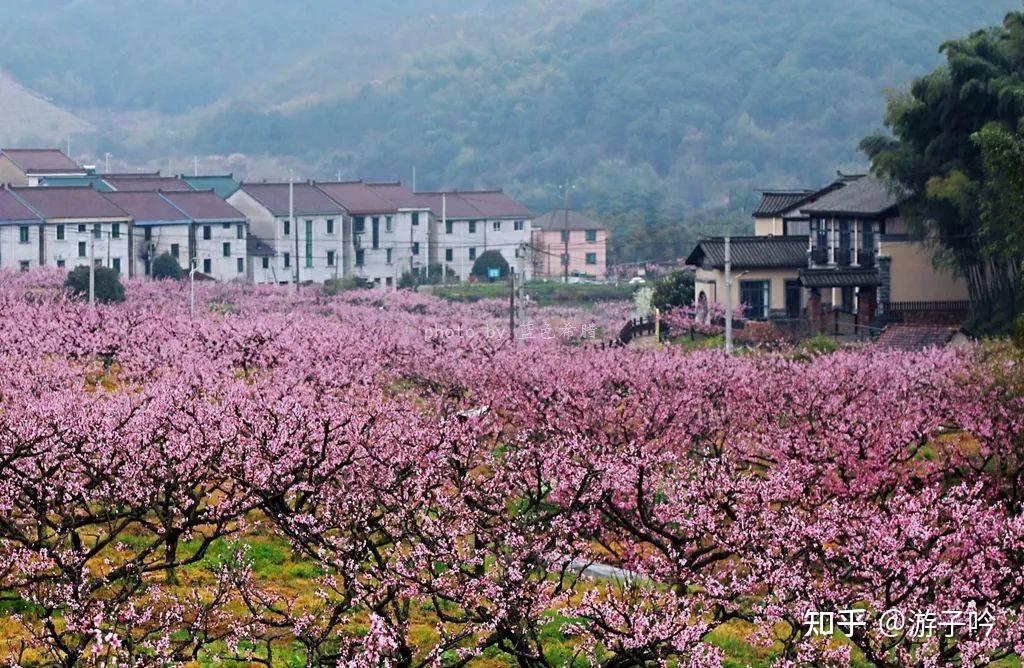 上虞桃园村图片