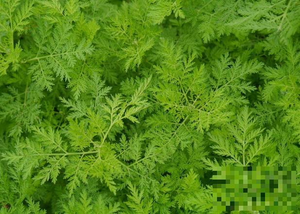 研究检查了以青蒿素为基础的联合治疗作为疟疾的一线治疗