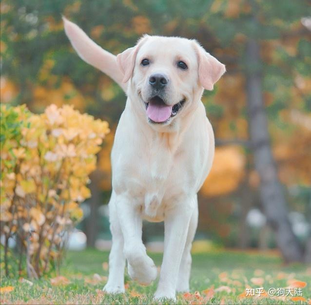 top1:拉布拉多犬