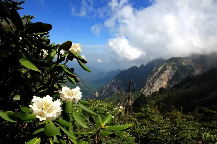 秦岭杜鹃花图片