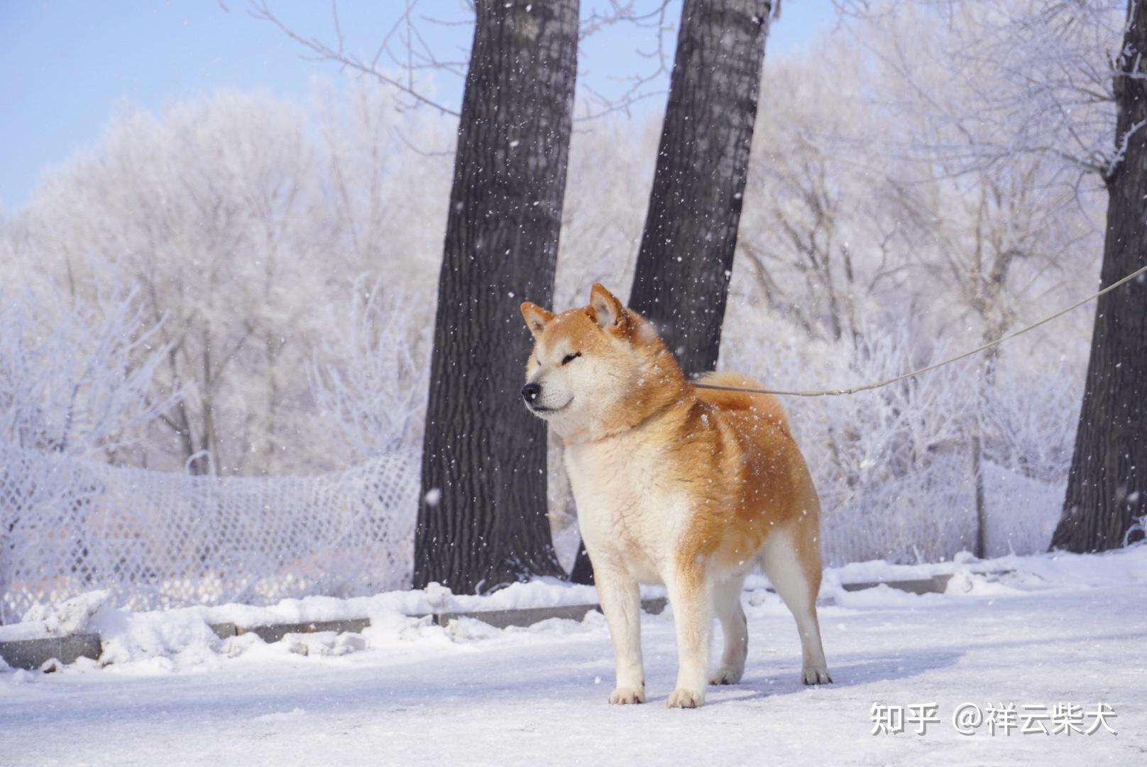 柴犬壁纸高清横屏图片