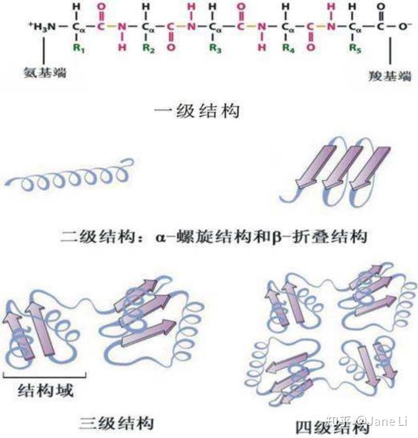 DNA二维基因序列是如何做到映射到三维蛋白质空间的? - 知乎