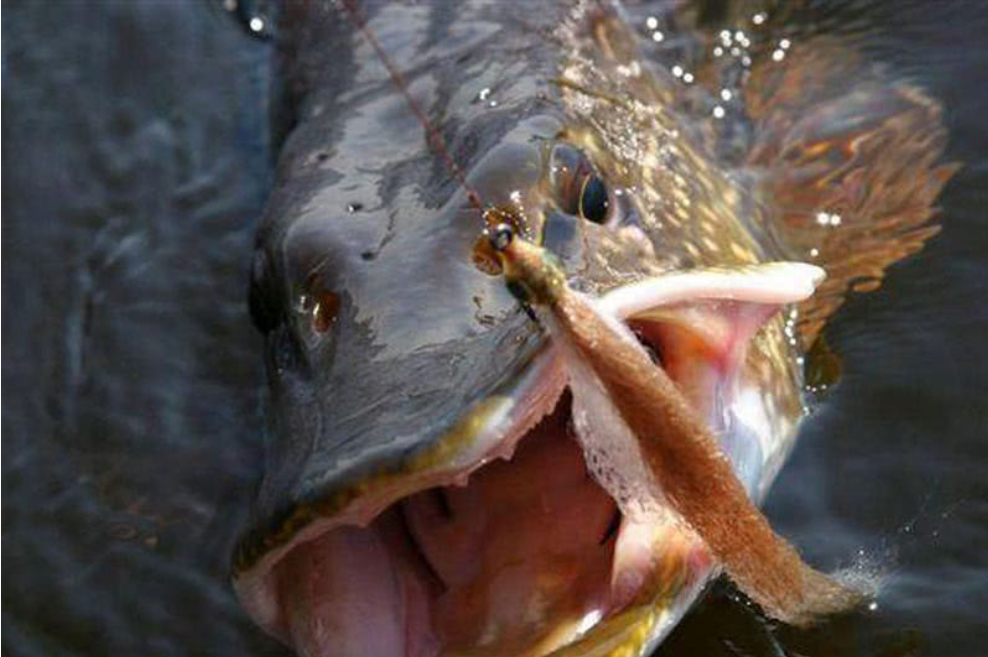 狗鱼是淡水鱼中生性最粗暴的肉食鱼,除了袭击别的鱼外,还会袭击蛙,鼠