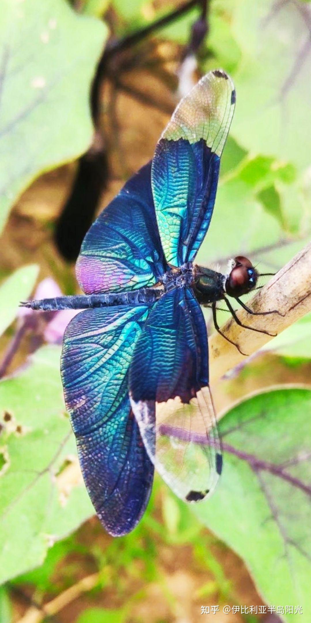 水面上起舞的它们宛如黑色的蝴蝶,翅膀在阳光下流光溢彩,是蜻蜓家族的