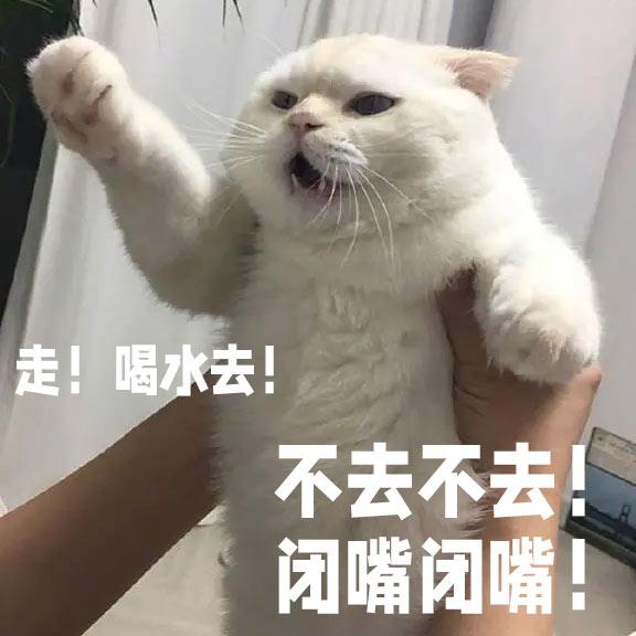 猫咪喝水少很严重！14个骗猫喝水大法拿去 知乎 1216