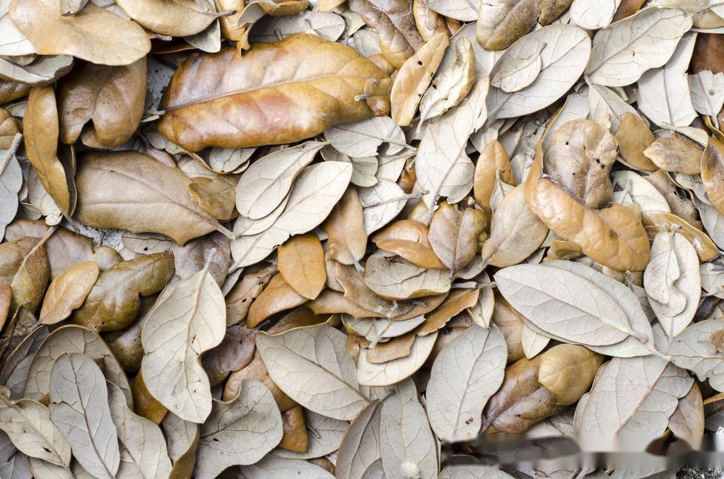 是干枯树叶,也是养鱼神器,细数榄仁叶在鱼缸里的神奇功效 - 知乎