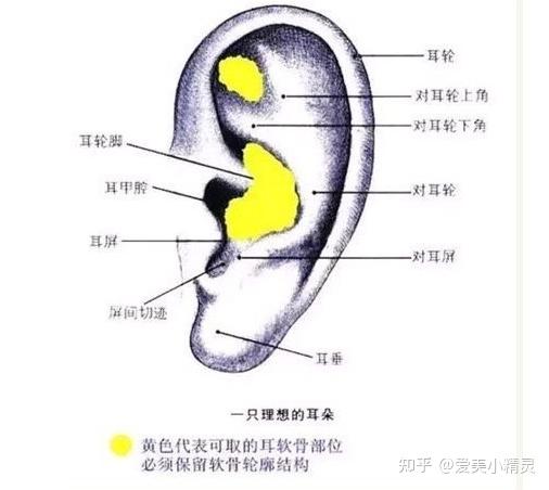 鼻子内部构造图解