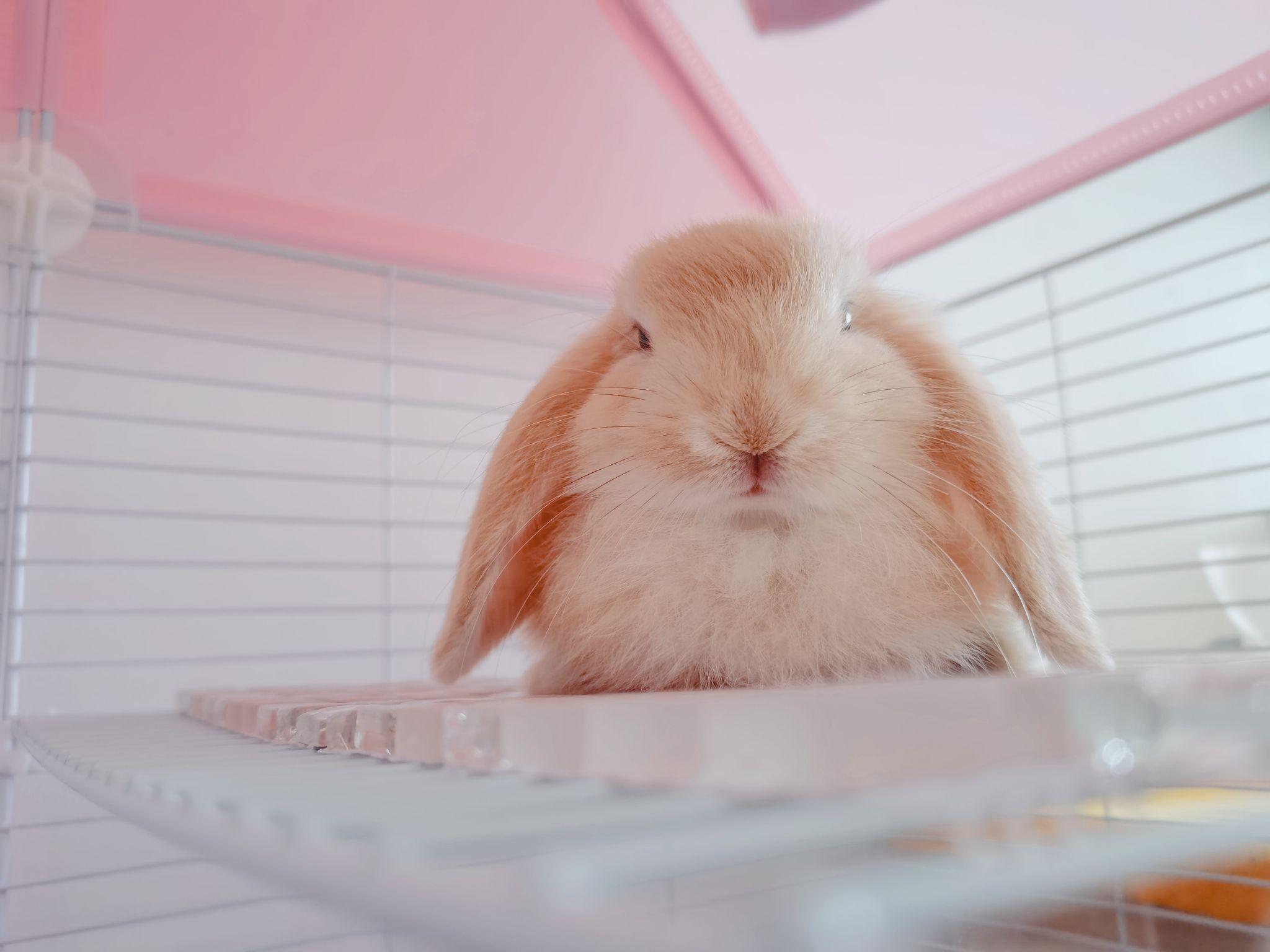 垂耳兔要多少钱一只啊?