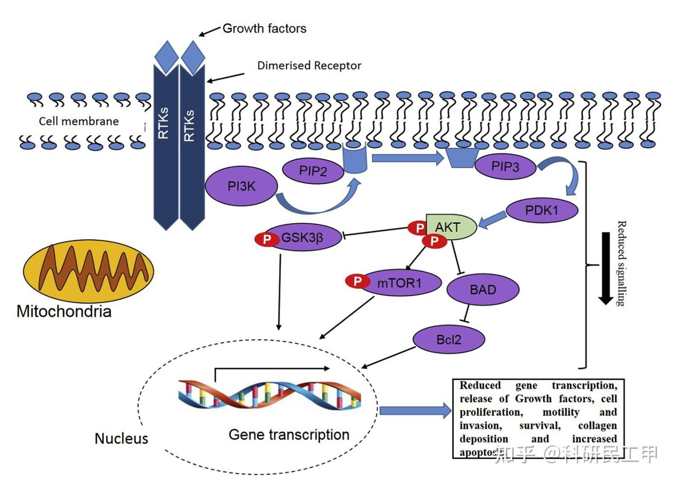 pi3kaktmtor和gsk3β信号通路和光生物调节在糖尿病伤口愈合中的作用