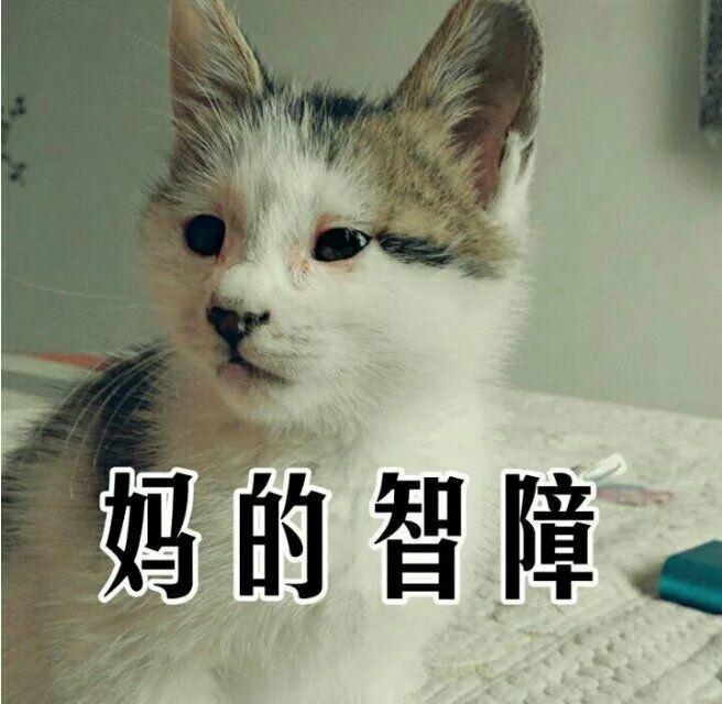 有一只眼睛小的猫是一种什么样的体验? - 神圣