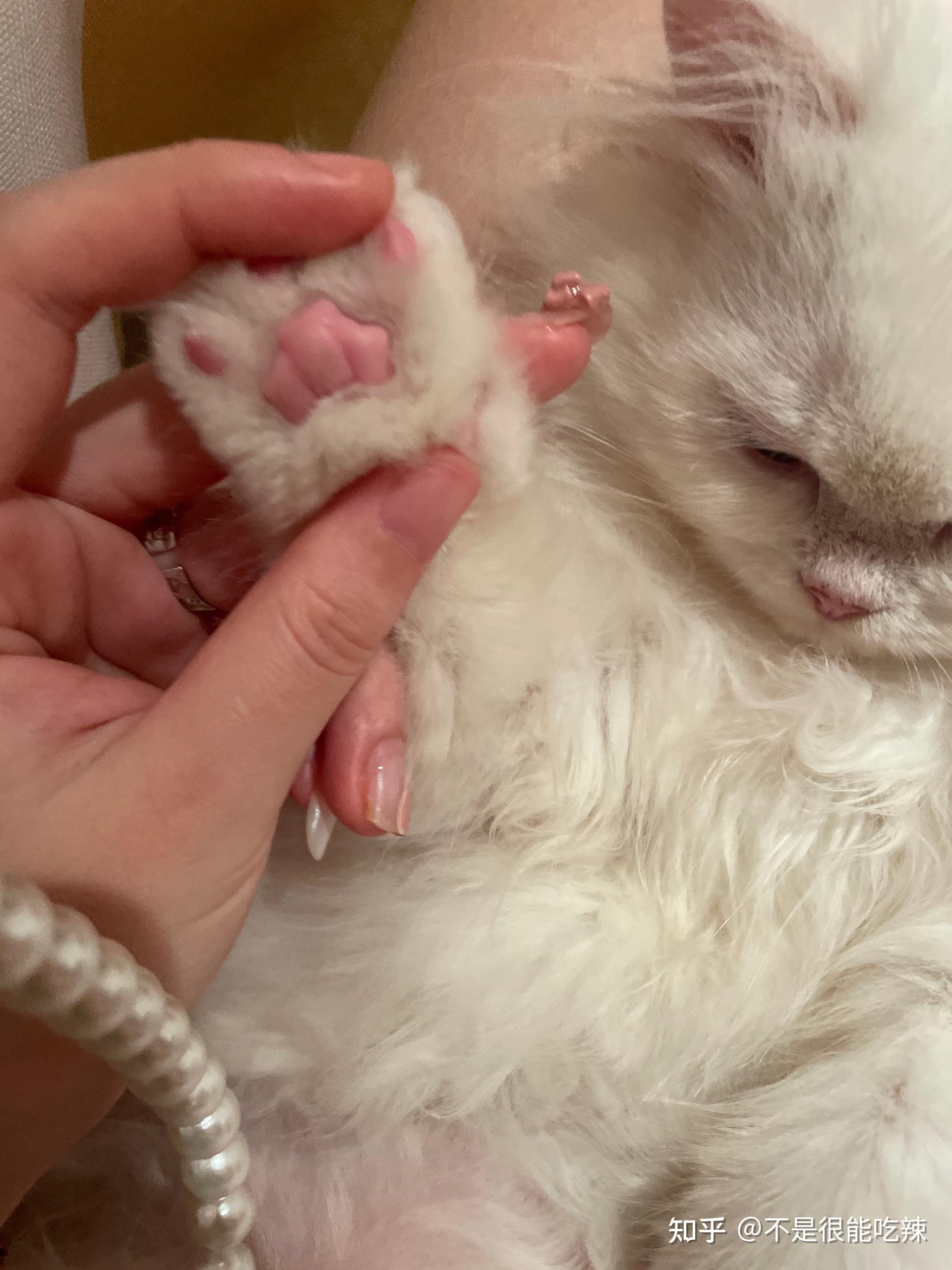 富士山型肉垫的猫图片