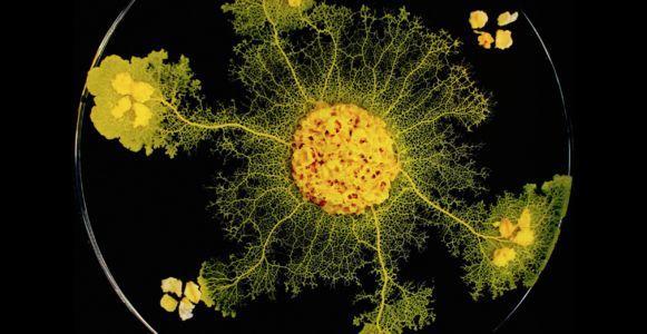 小小黏菌 大大智慧 预测星系间暗物质网络的黏菌算法 知乎