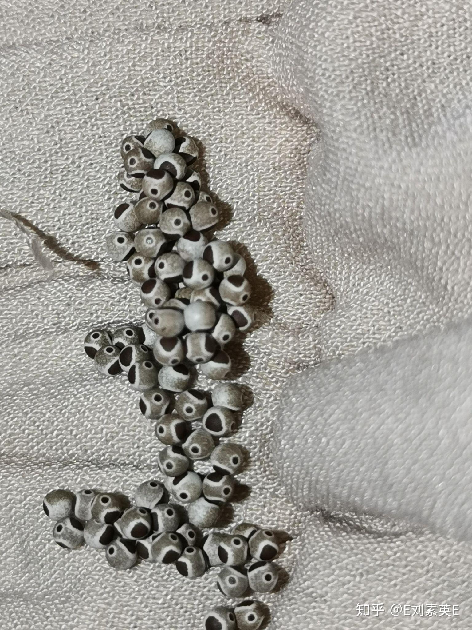 这是什么虫卵晒完衣服在衣服上面的贼恐怖