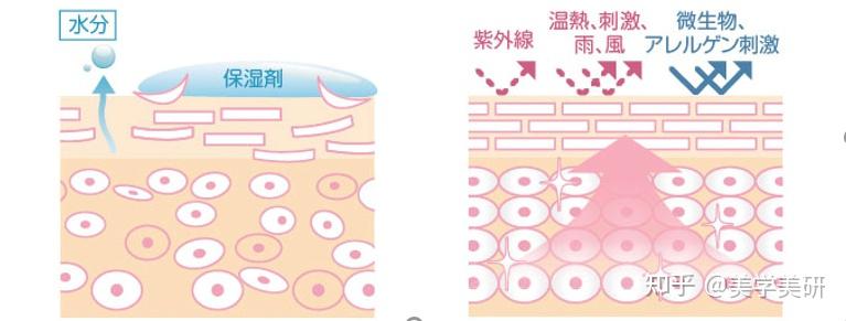 皮肤屏障到底有多厚？-敏感肌，肌肤屏障受损、干燥、敏感、刺痛等 - 知乎