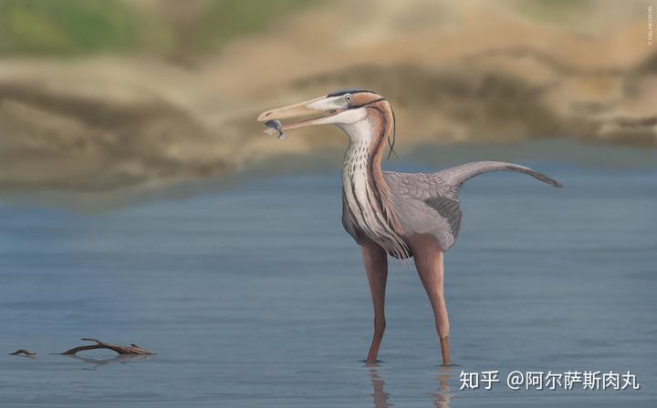 为什么大众仍然不接受鸟类源于恐龙？