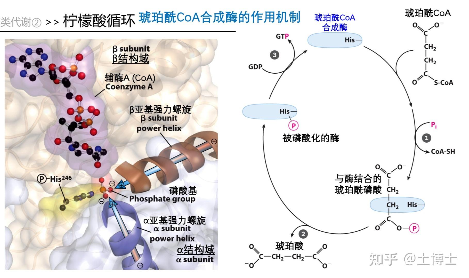 脂酰coa 知乎