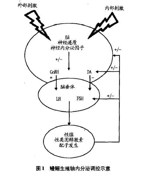 日本鳗鲡- 知乎